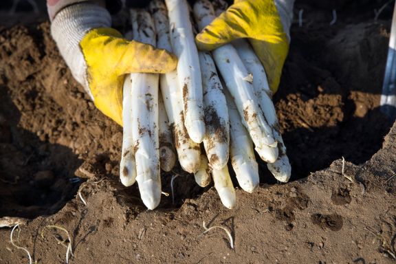 Spargel aus Durmersheim frisch gestochen