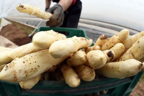 Spargel frisch vom Acker